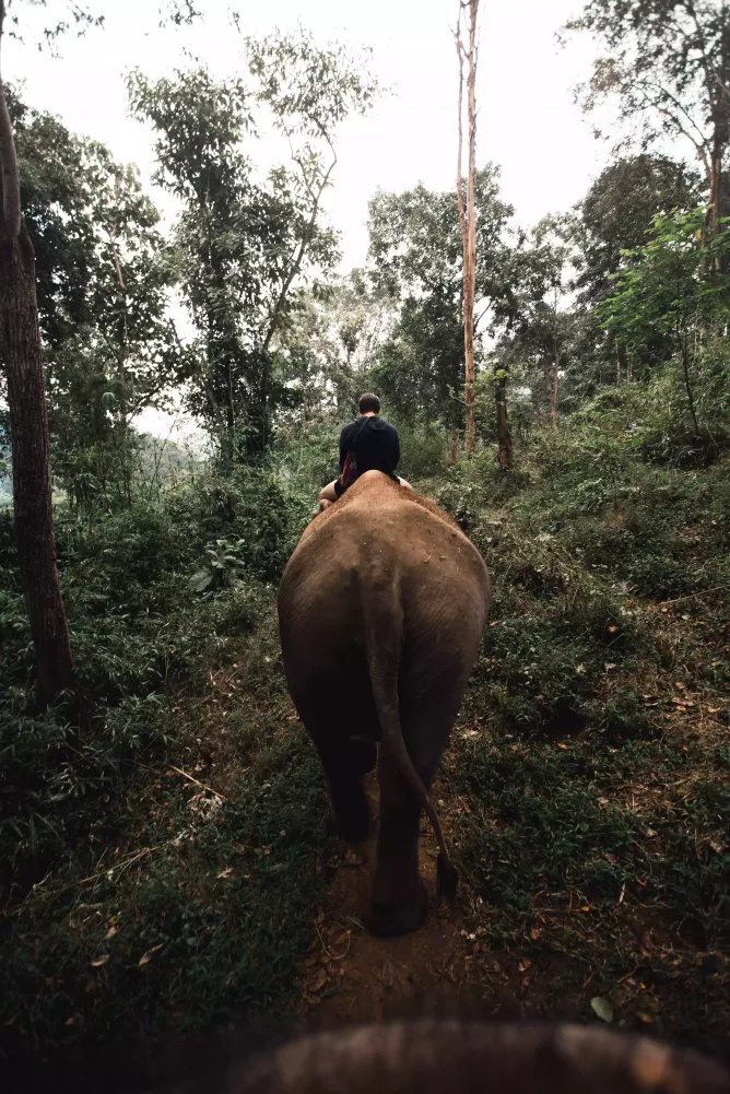Ethical Elephant Sanctuaries - Lifestyle | C&N